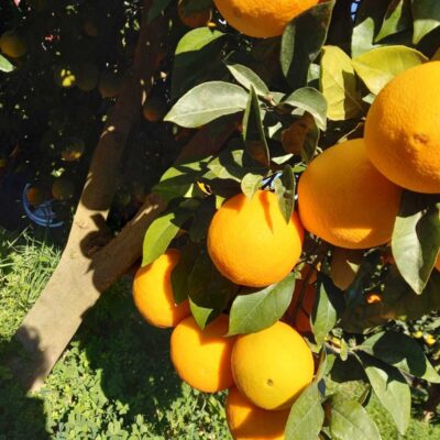 arance fresche a domicilio