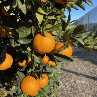 Cassetta di Arance Vaniglia da 15kg