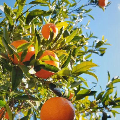 mandarini siciliani in Toscana Agribera freschi”