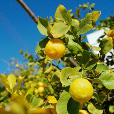 limoni siciliani in Toscana Agribera freschi”