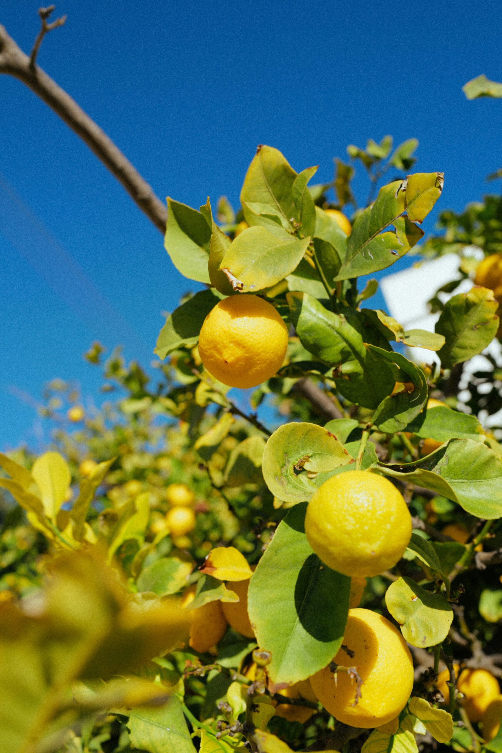 limoni siciliani in Toscana Agribera freschi”