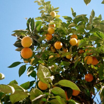 pompelmi rosa in Toscana